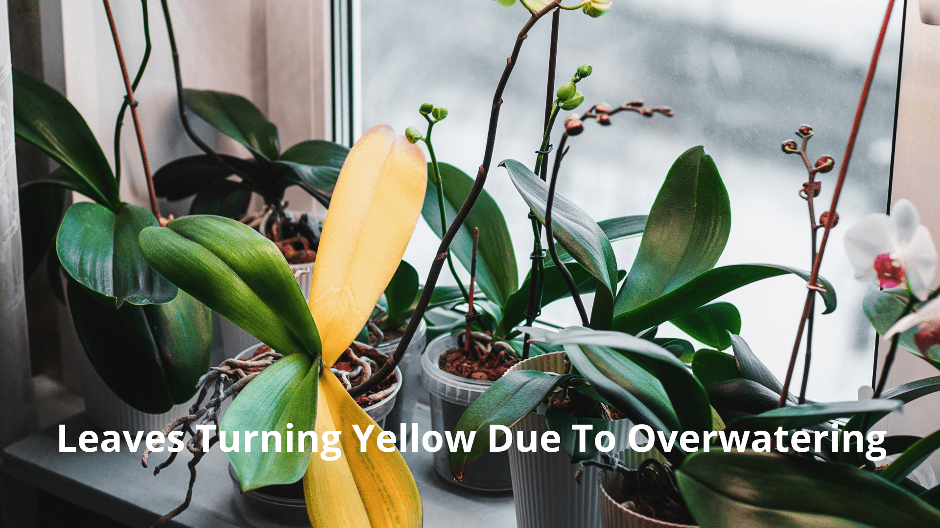 Bringing Outdoor Plants Indoors- Leaves Turning Yellow Due To Overwatering.