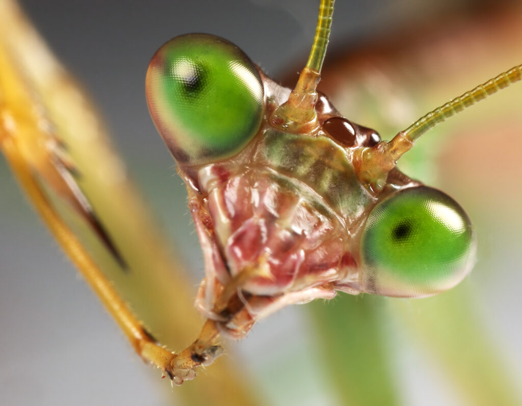 Animal Keep your plants watered-praying mantis staring back with leg in mouth. In the act of grooming