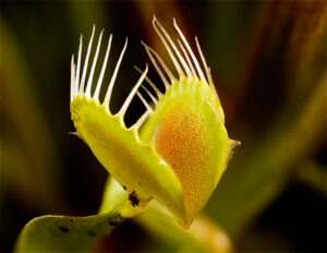 Venus fly trap