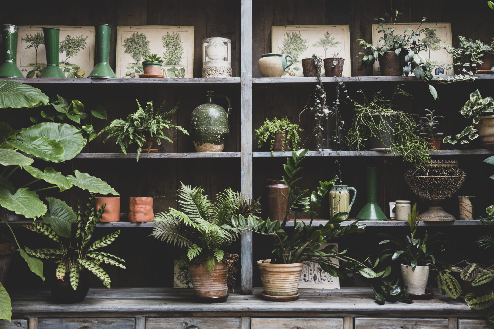 How To Keep Real plants. Succulents are just wonderful to look at. Succulents are a great way to add a dash of class and modernity to your home's decor.