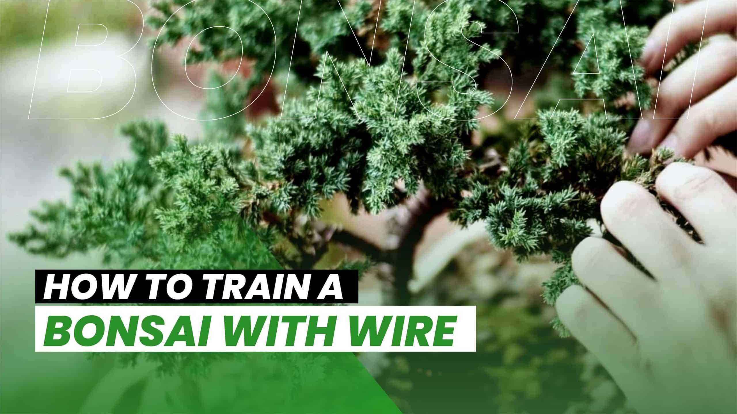 Wiring Bonsai Trees . Wire techniques. DEANS QUALITY PLANTS