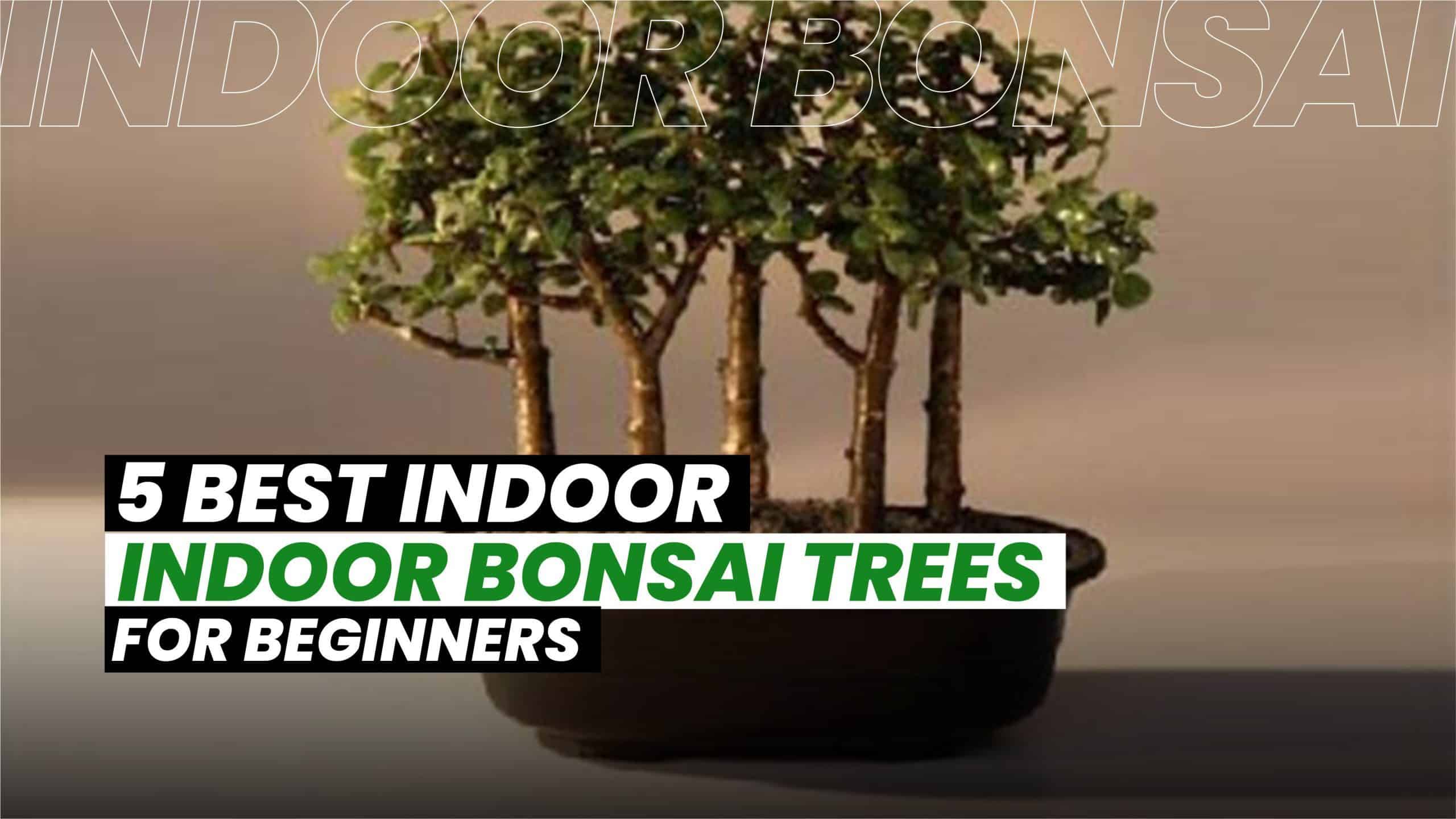 Essential Care Guide For Bonsai Trees