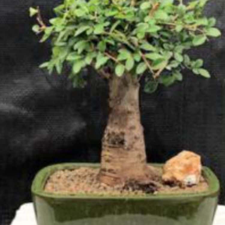 Chinese Elm Bonsai Tree Straight Trunk (750 × 750 px)