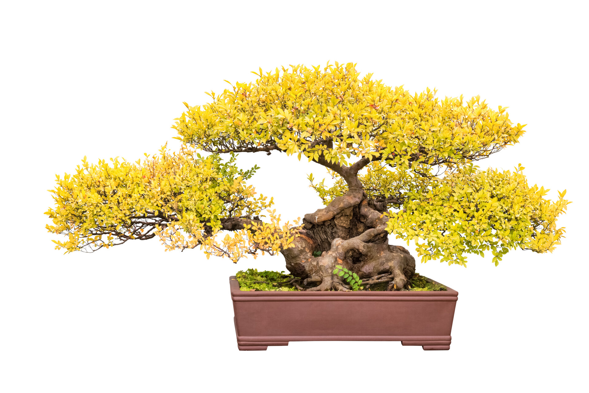 Bonsai Trees And Winter Chinese Elm In Autumn Isolated on a White Background