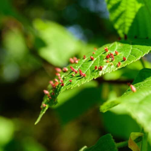 Red galls on tree leaf