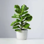 FIDDLE LEAF FIG