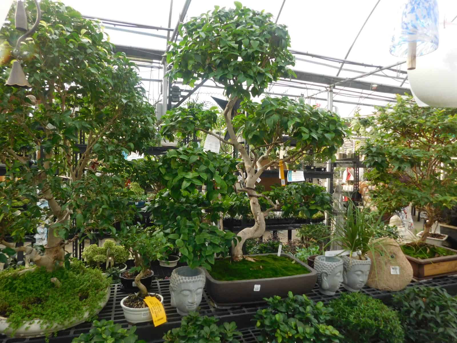 Indoor Bonsai- Tully's Greenhouse.