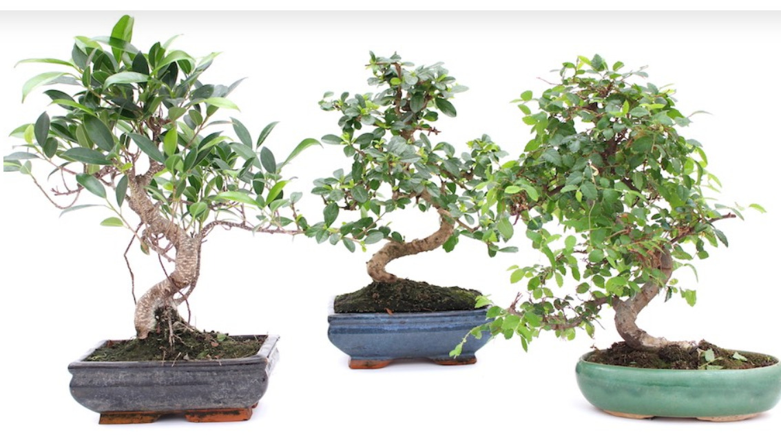 Indoor Bonsai tree care guidelines - Bonsai Empire