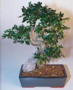 Chinese Elm-Extra Large Curved Trunk