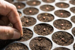 Farmer's hand planting seeds in soil in nursery tray-Bonsai And Cannabis