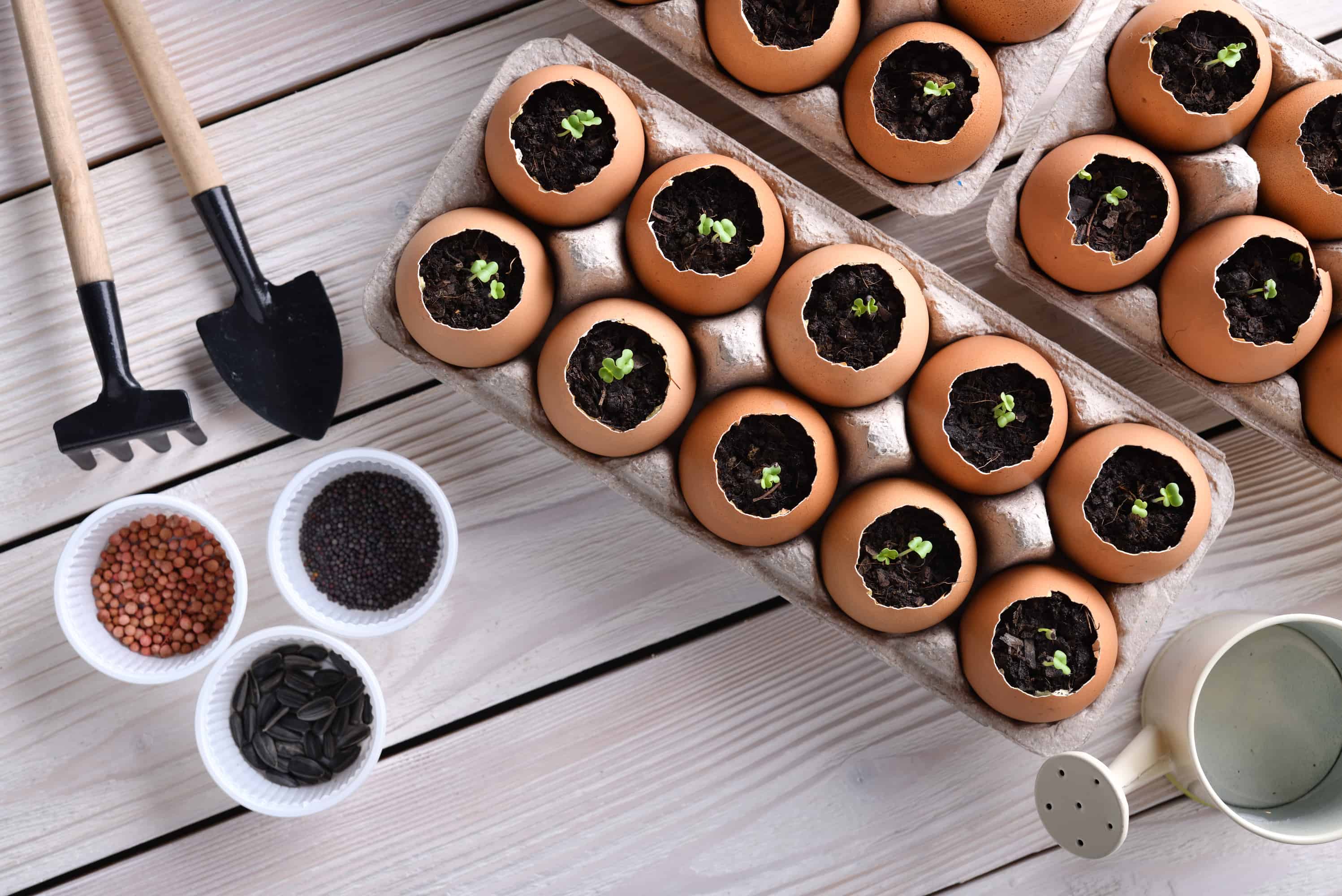 Indoor Bonsai Green sprout growing out from soil in eggshells on table in the garden