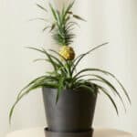 Gift_bromeliad-pineapple_charcoal