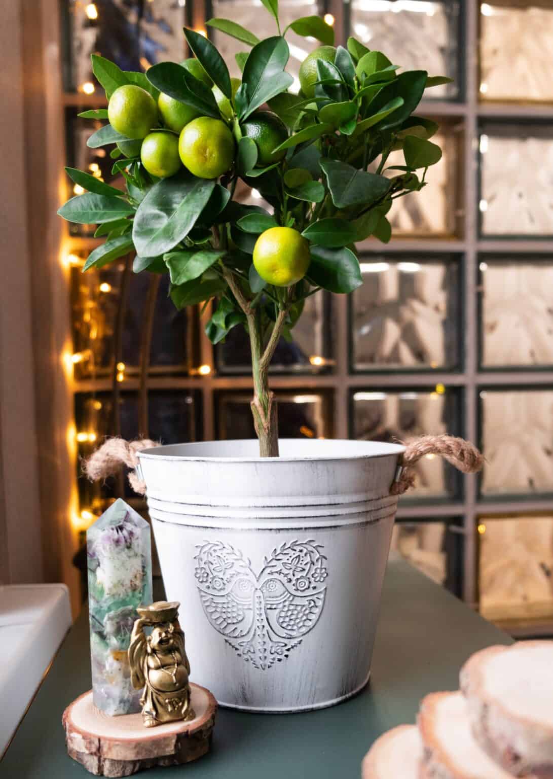 beautiful-lemon-tree-with-glass-blocks-wall-in-bac Grow Citrus Trees Indoors