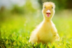 Spring Baby Chick-The Best Way