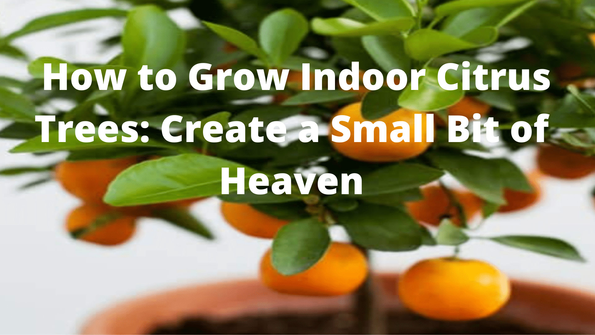Grow Indoor Citrus Trees A Guide to Growing Your Own Fruit.