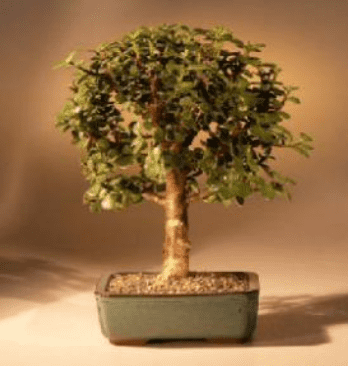 Baby-Jade-Bonsai-TreeComplete-Starter-Kit