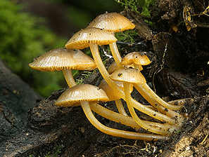 Mycology- Wikipedia The Best Ways For Maintaining Plants
