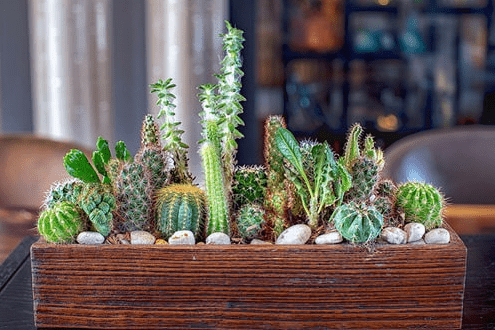 Happy and Healthy Cacti in a Wooden Box How To Keep