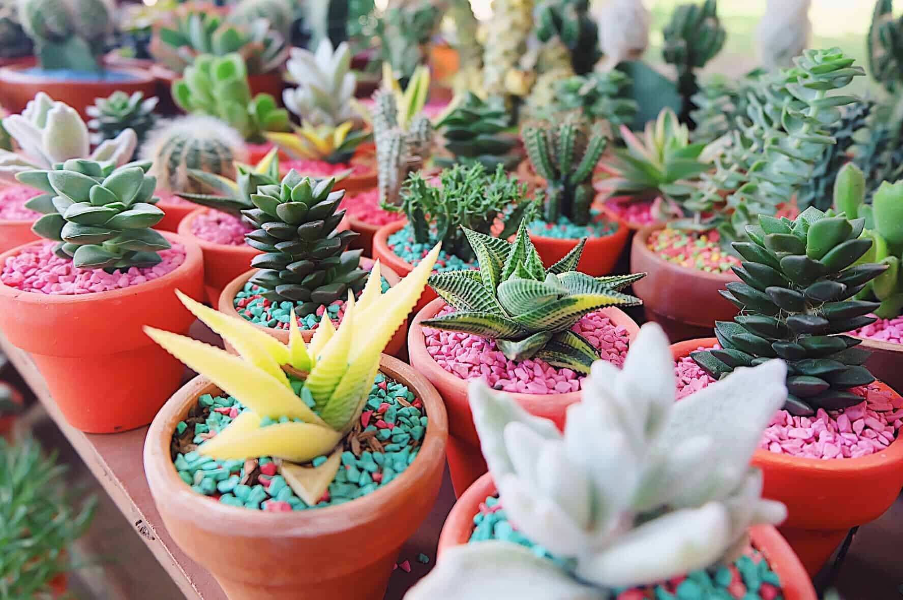 How To Keep Happy And Healthy Succulents are great office plants