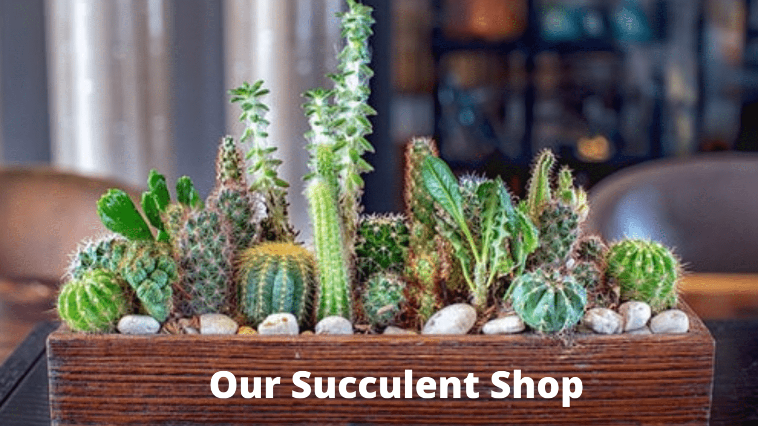 Our Succulent Shop