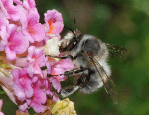 Anthophorini-Bee- Blossoming Winter and Summer