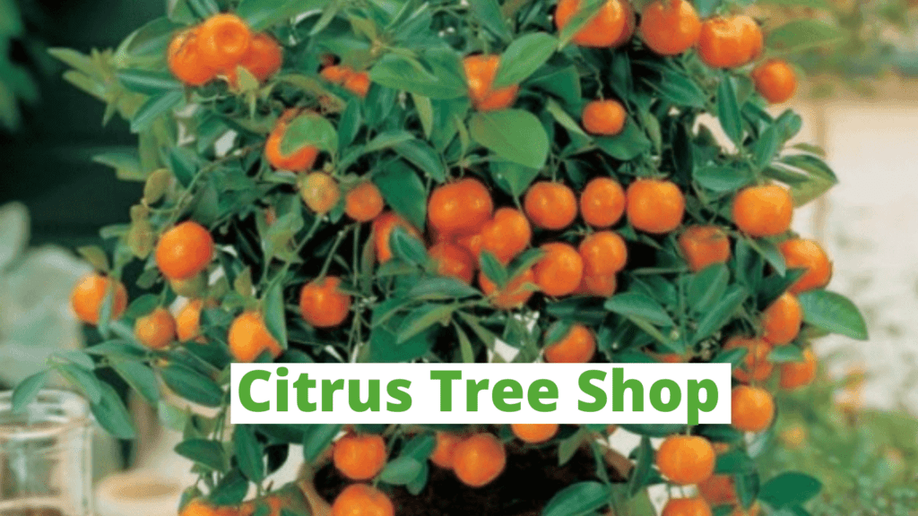 Grow Indoor Citrus-Citrus Tree Shop