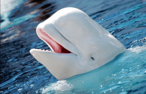 White Whale in the ocean- the color-white- blossoming winter and summer