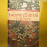 Growing-Bonsai-Indoors-By-Brooklyn-Botanical-Gardens