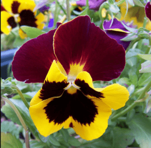 Pansy-Flower-Blossoming winter and summer