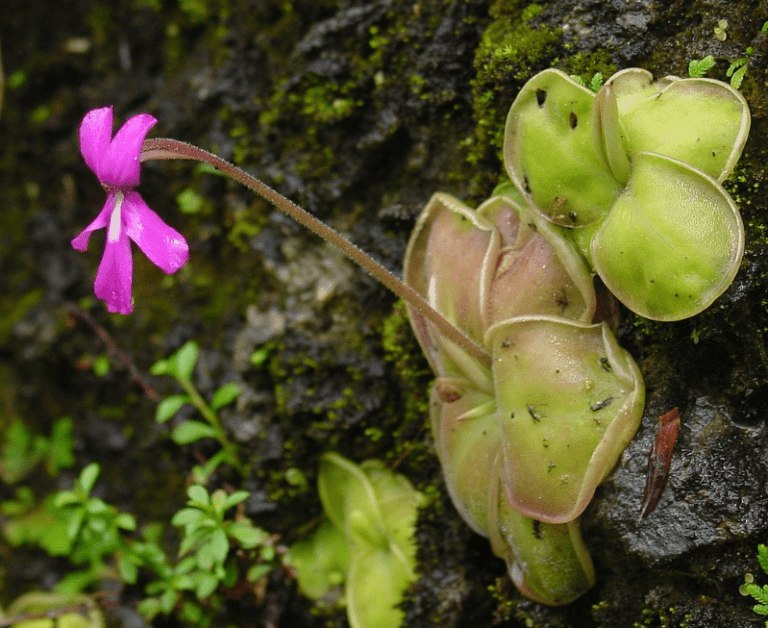 Mystery Of Carnivorous Plants Pinguicula-Moran-enismoranensis