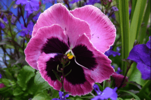 Purple_Pansy-Blossoming winter and summer
