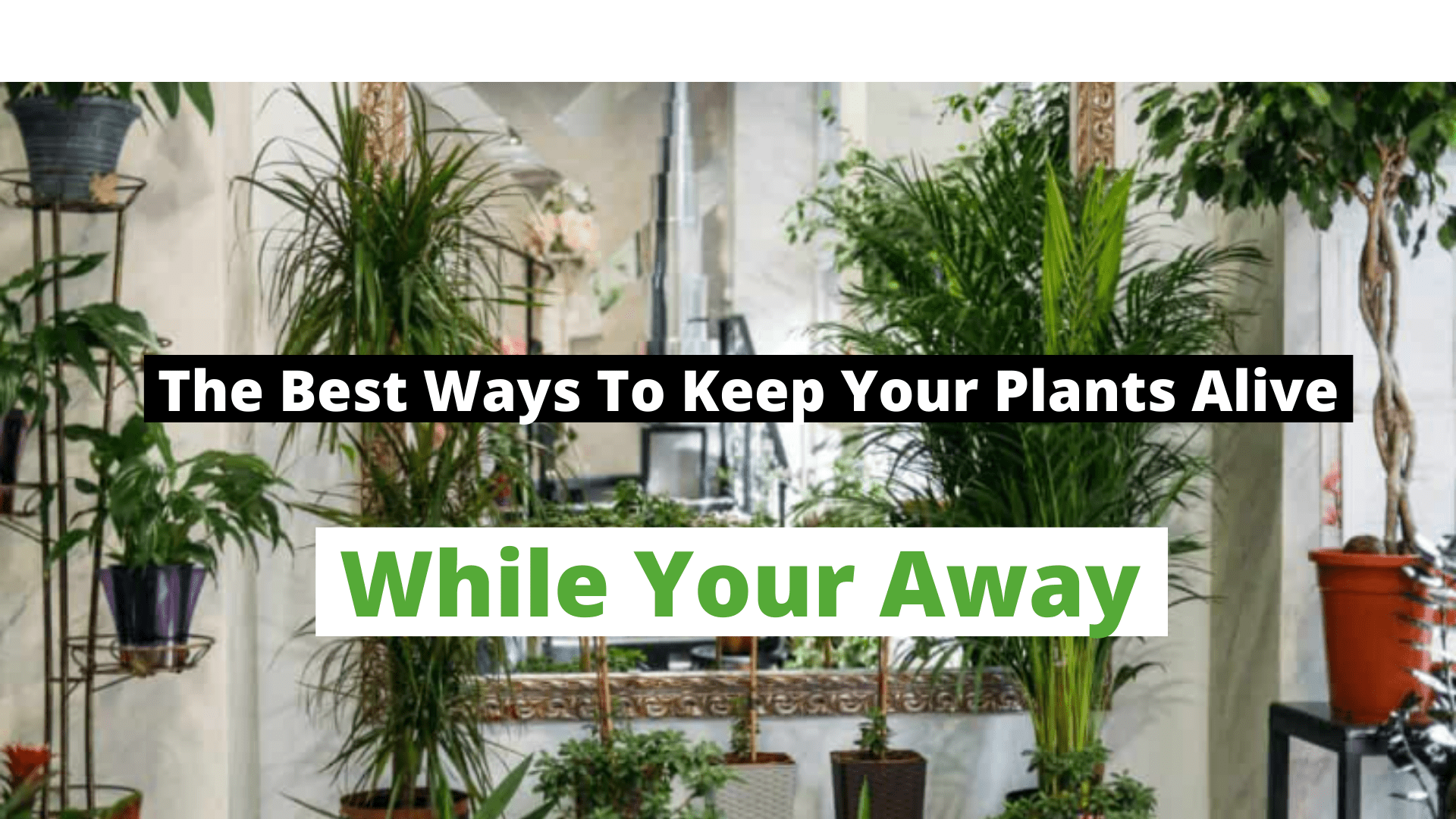 The Best Ways To Keep your Plants Alive While Your Away