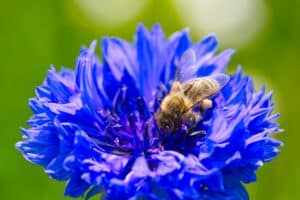 a-bee-collects-pollen-from-a-cornflower-blossiming-winter-and-summer