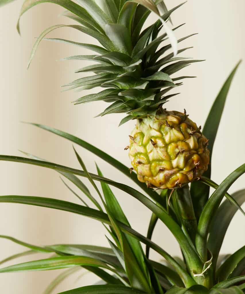 bloomscape_bromeliad-pineapple_