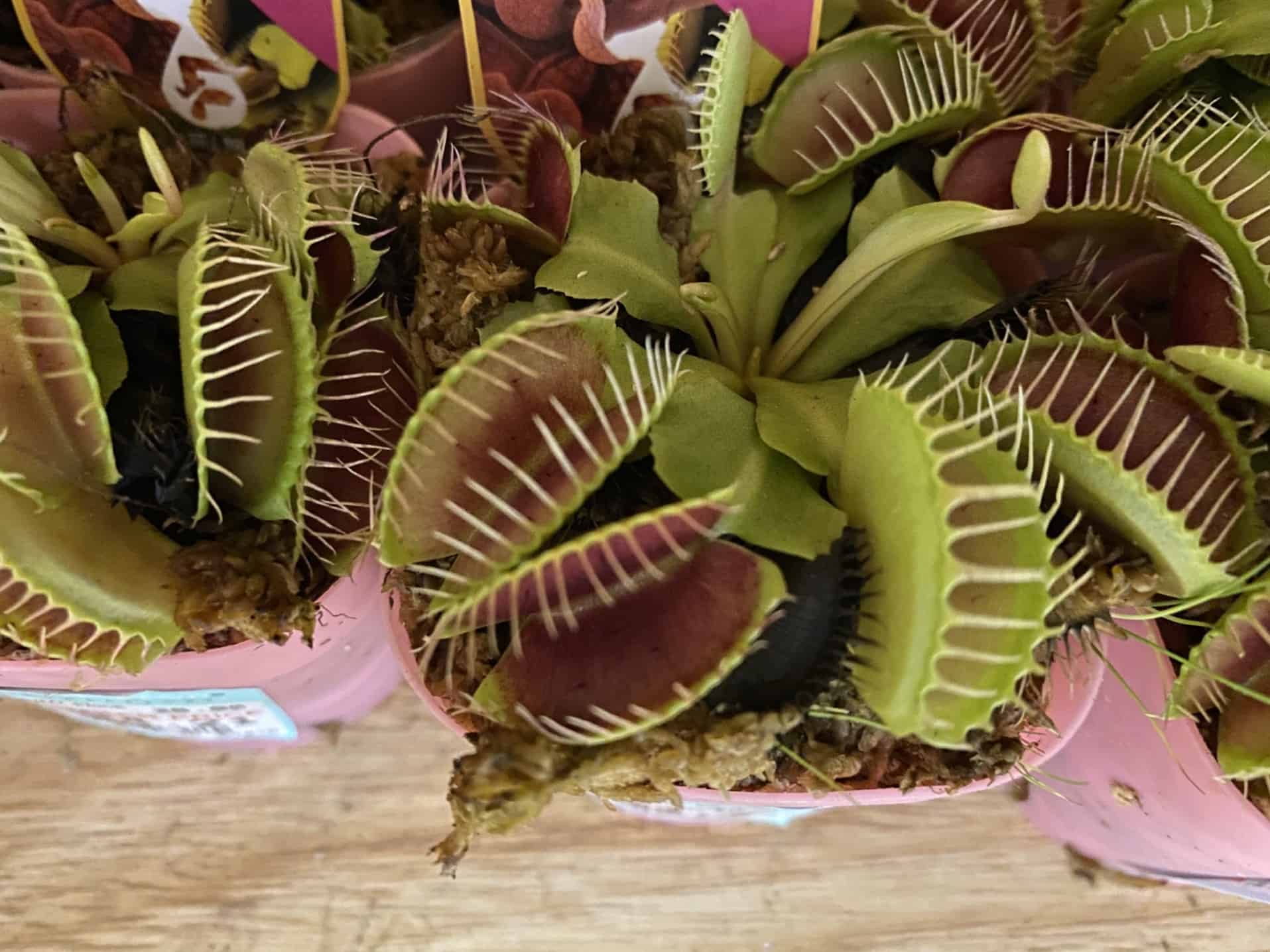 Venus Fly Trap- Carnivorous Plants And Winter