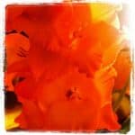 nature-decoration-orange-bright-design-flowers-floral-deco-gladiolas-Blossiming Summer and Winter