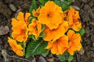 orange-primroses-Blossoming winter and summer
