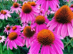 pink-flowers-echinacea-blossoming-winter-and-summer