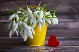snowdrops-in-a-small-yellow-bucket-blossoming winter and summer