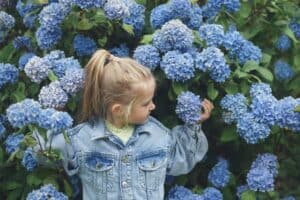 spring-girl-hydrangea-kid-hydrangeas-blue-flowers-blue-blossoming winter and summer