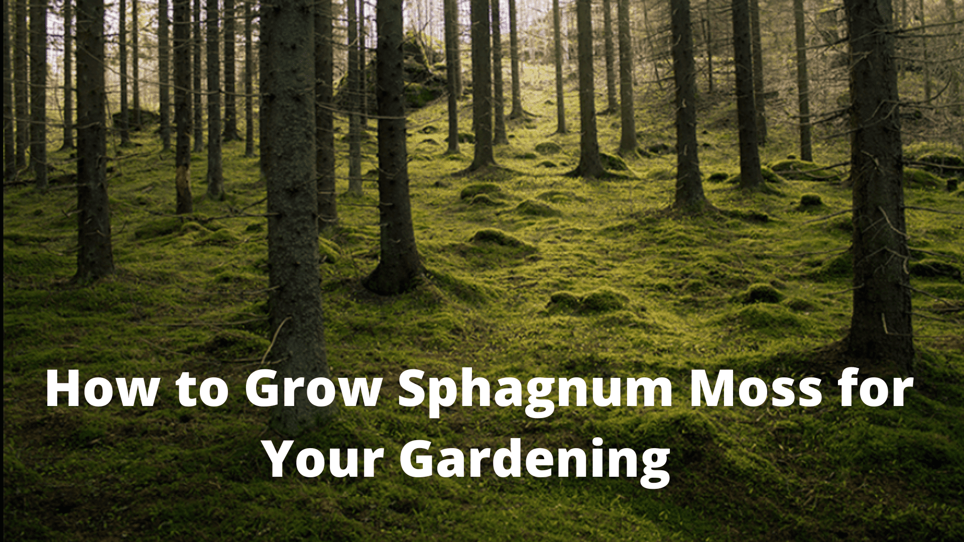 How to Grow Moss for Your Gardening