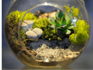 Succulents are in a terrarium
