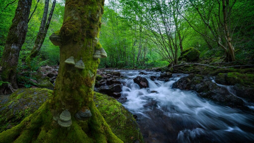 Sphagnum Moss in a forest of trees.