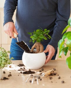 Indoor Bonsai gardening-planting-at-home-man-relocating-ficus-