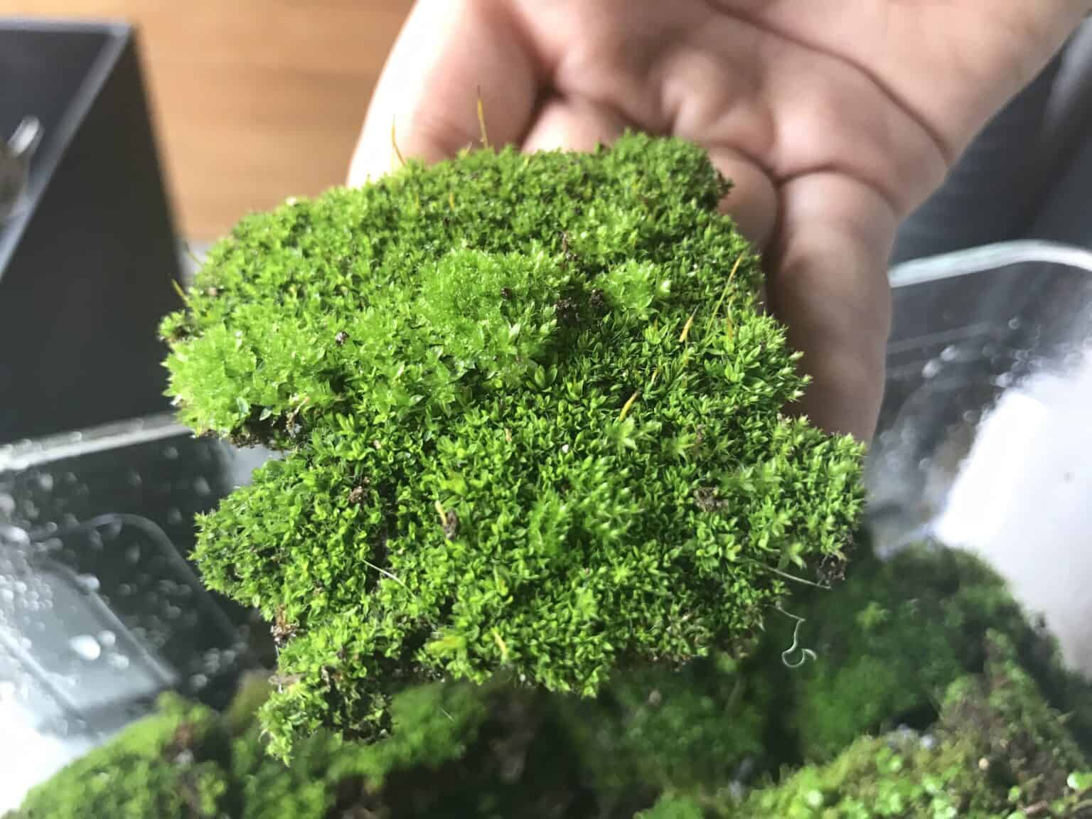 Holding Sphagnum Moss