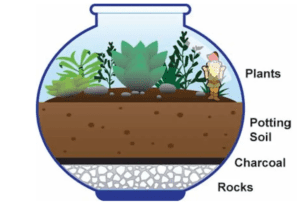 graphic of a rainforest terrarium