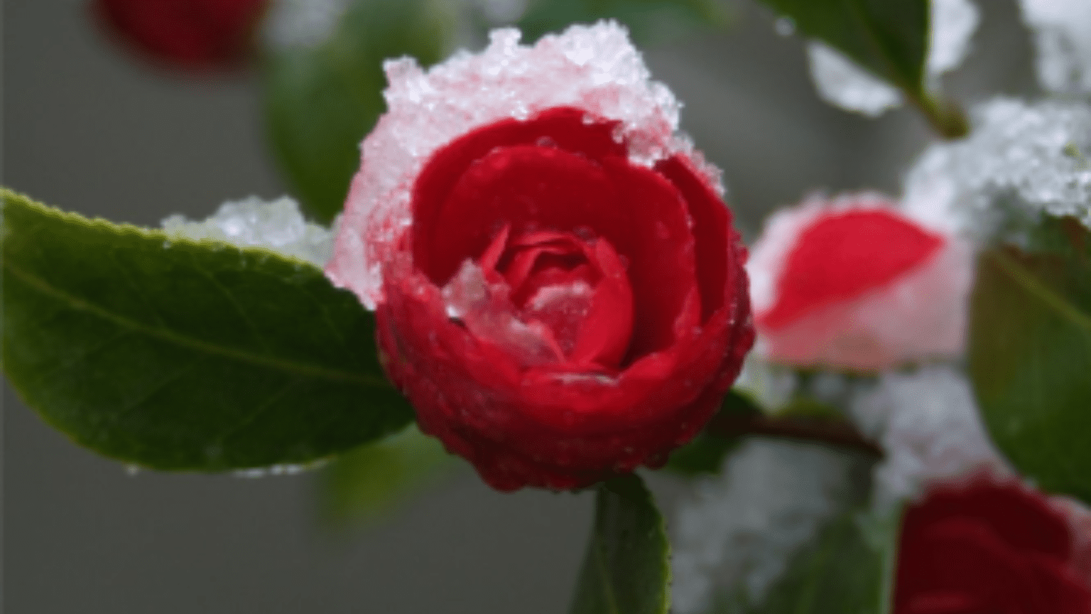 Plant Myths And Legends: Red Rose With Snow