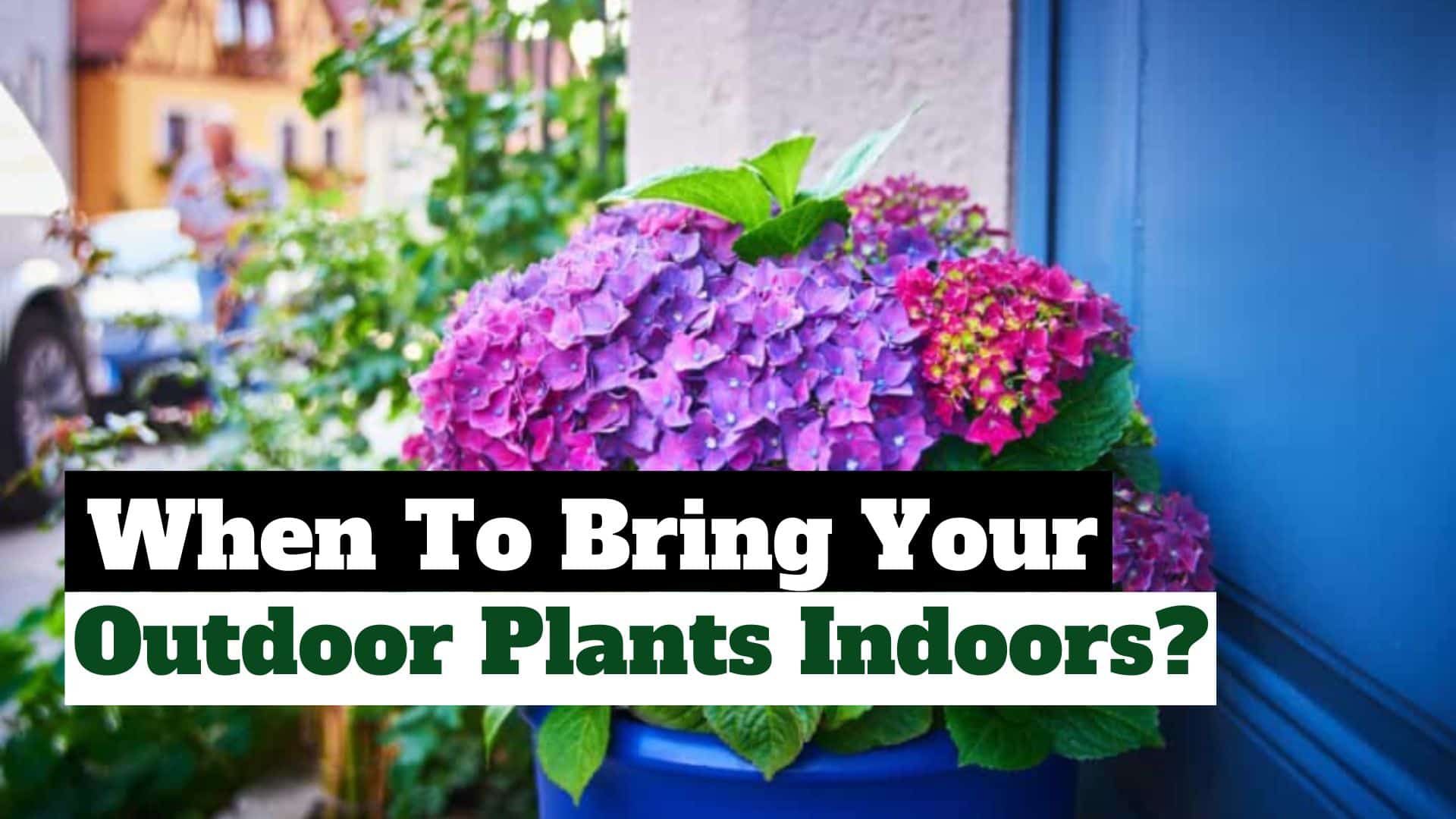 Bringing Outdoor Plants Indoors?