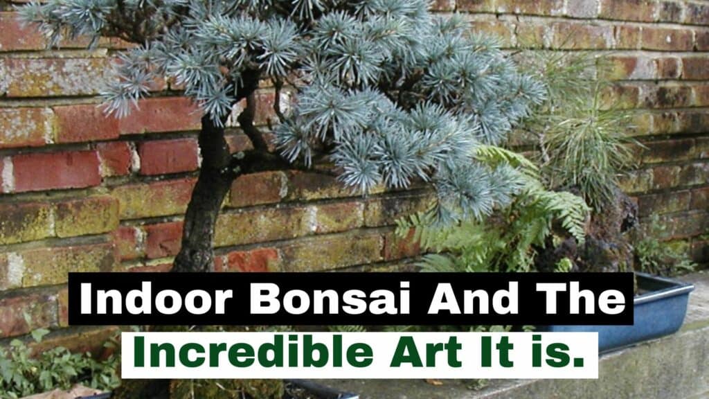 Indoor Bonsai And The Incredible Art It Is.