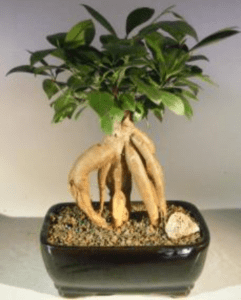 Ginseng Ficus Bonsai Tree - Medium